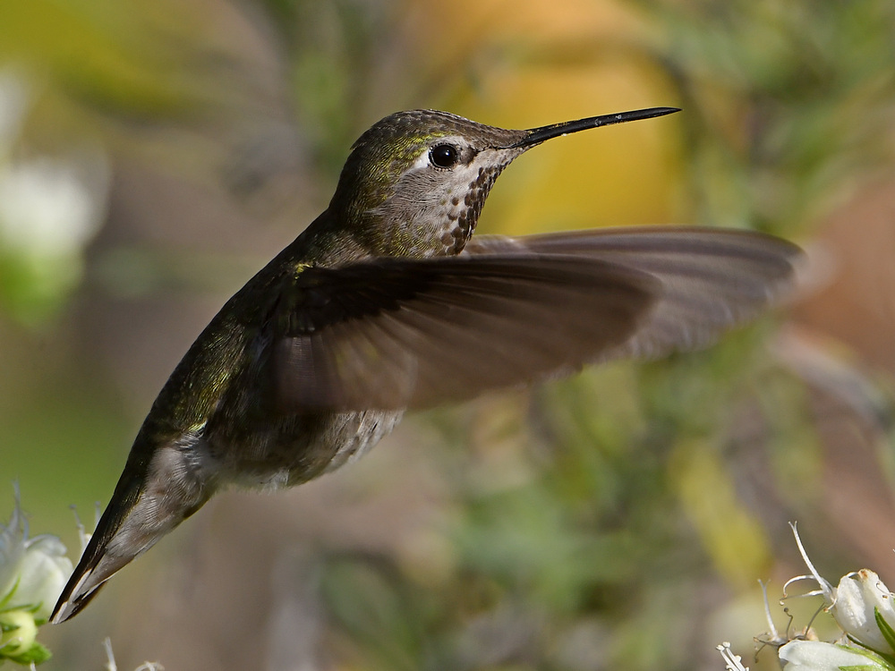 Hummer4.jpg