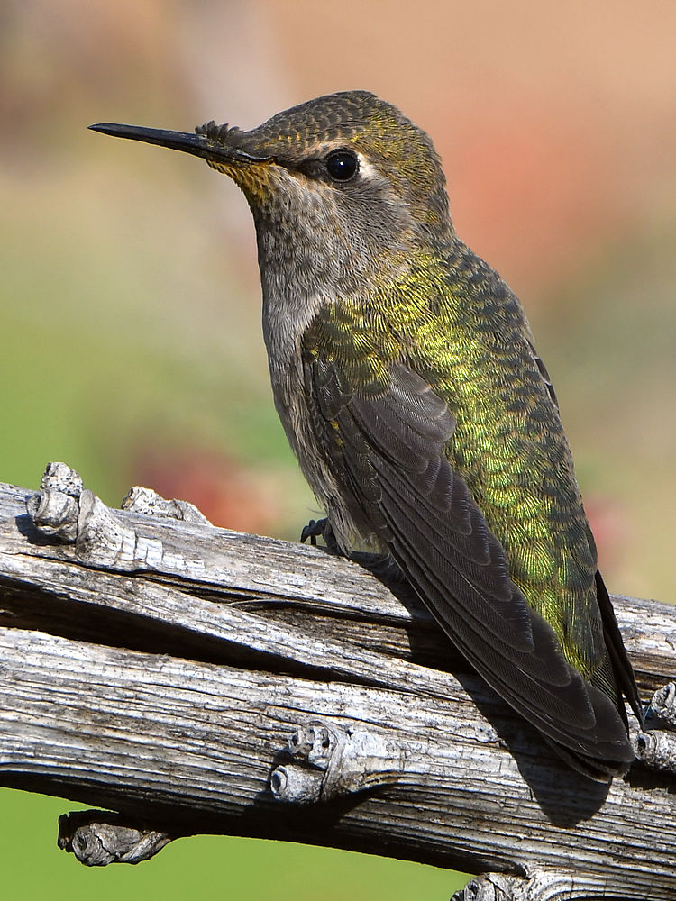 Hummer4.jpg