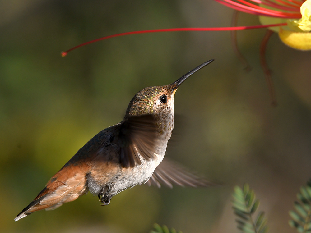 Hummer4.jpg
