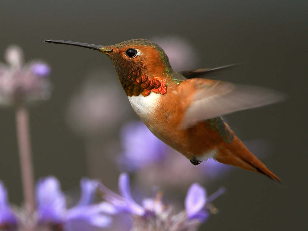 Hummer4.jpg
