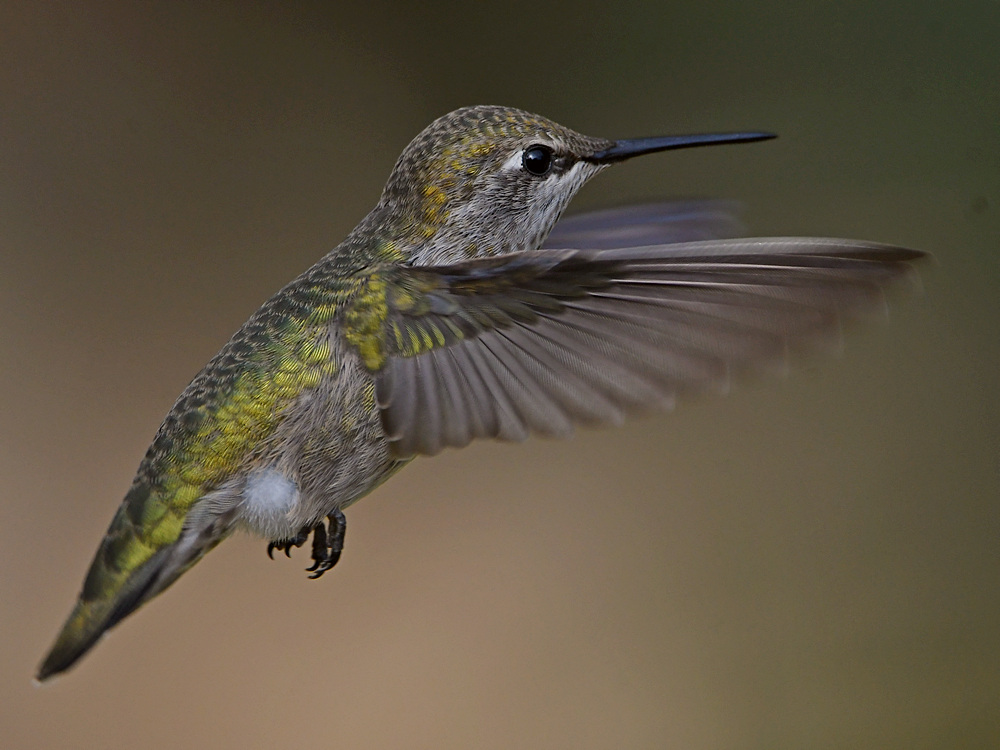 Hummer4.jpg