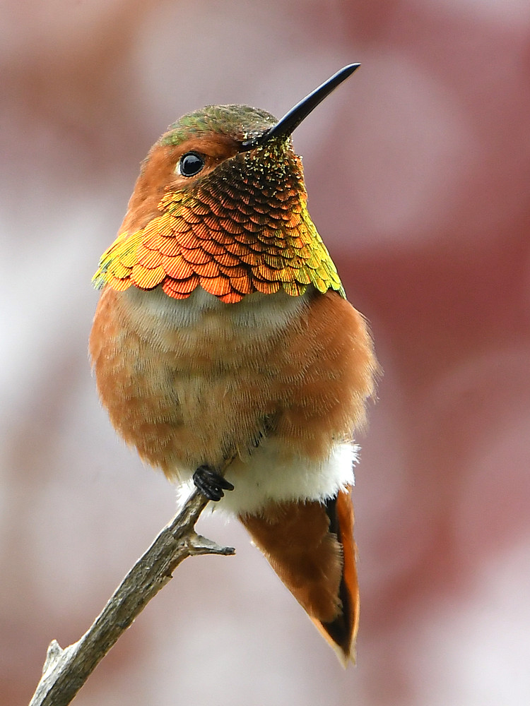 Hummer4.jpg