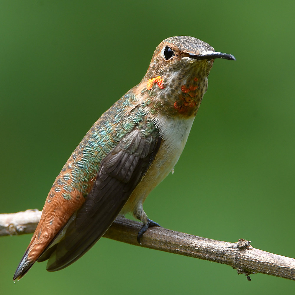 Hummer4.jpg