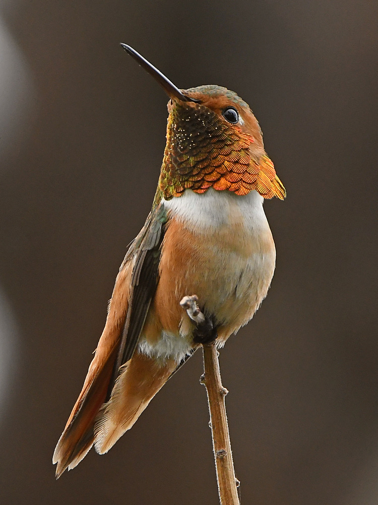 Hummer4.jpg