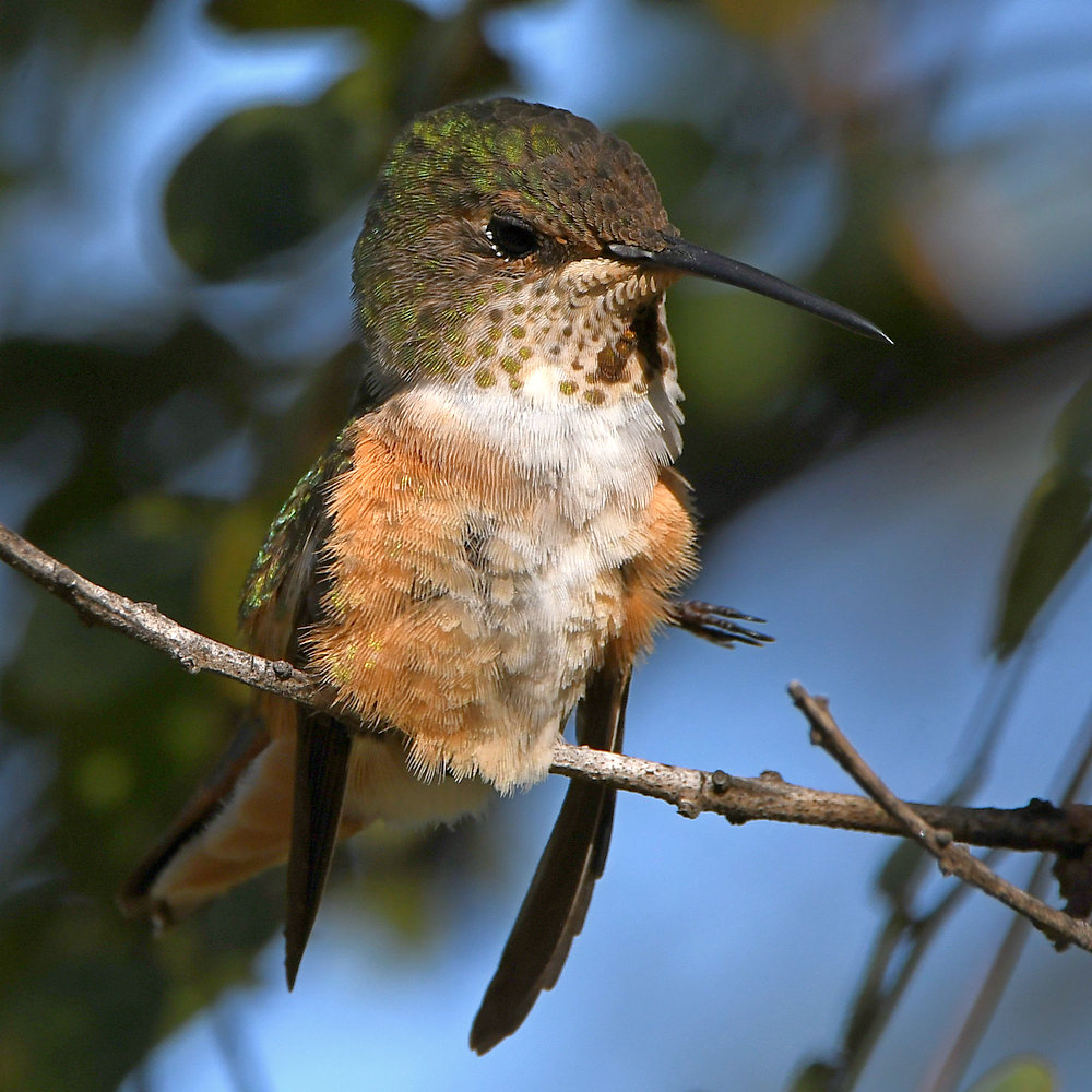 Hummer4.jpg