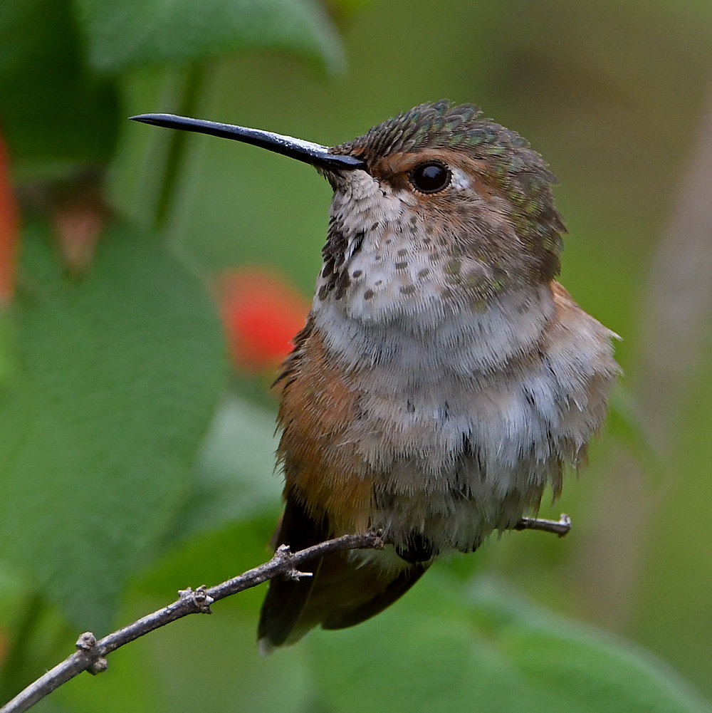 Hummer4.jpg