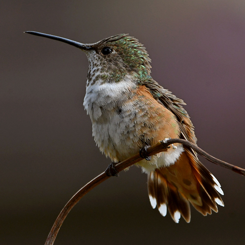 Hummer4.jpg