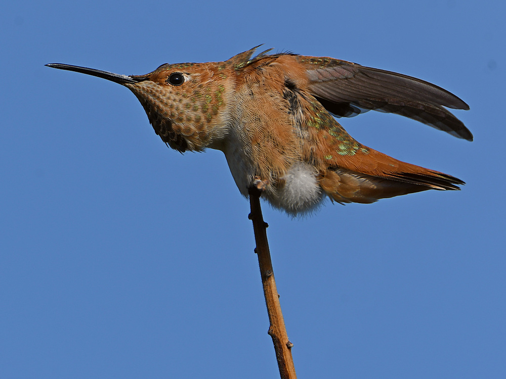 Hummer4.jpg