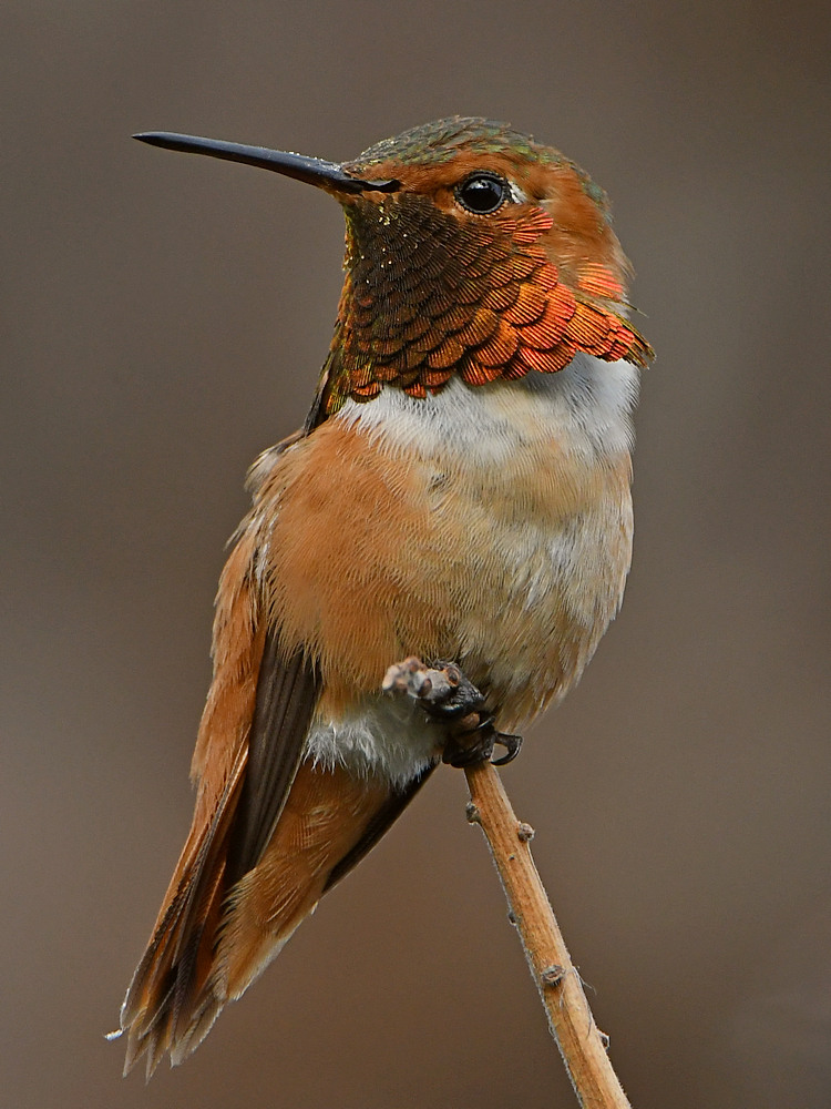 Hummer4.jpg