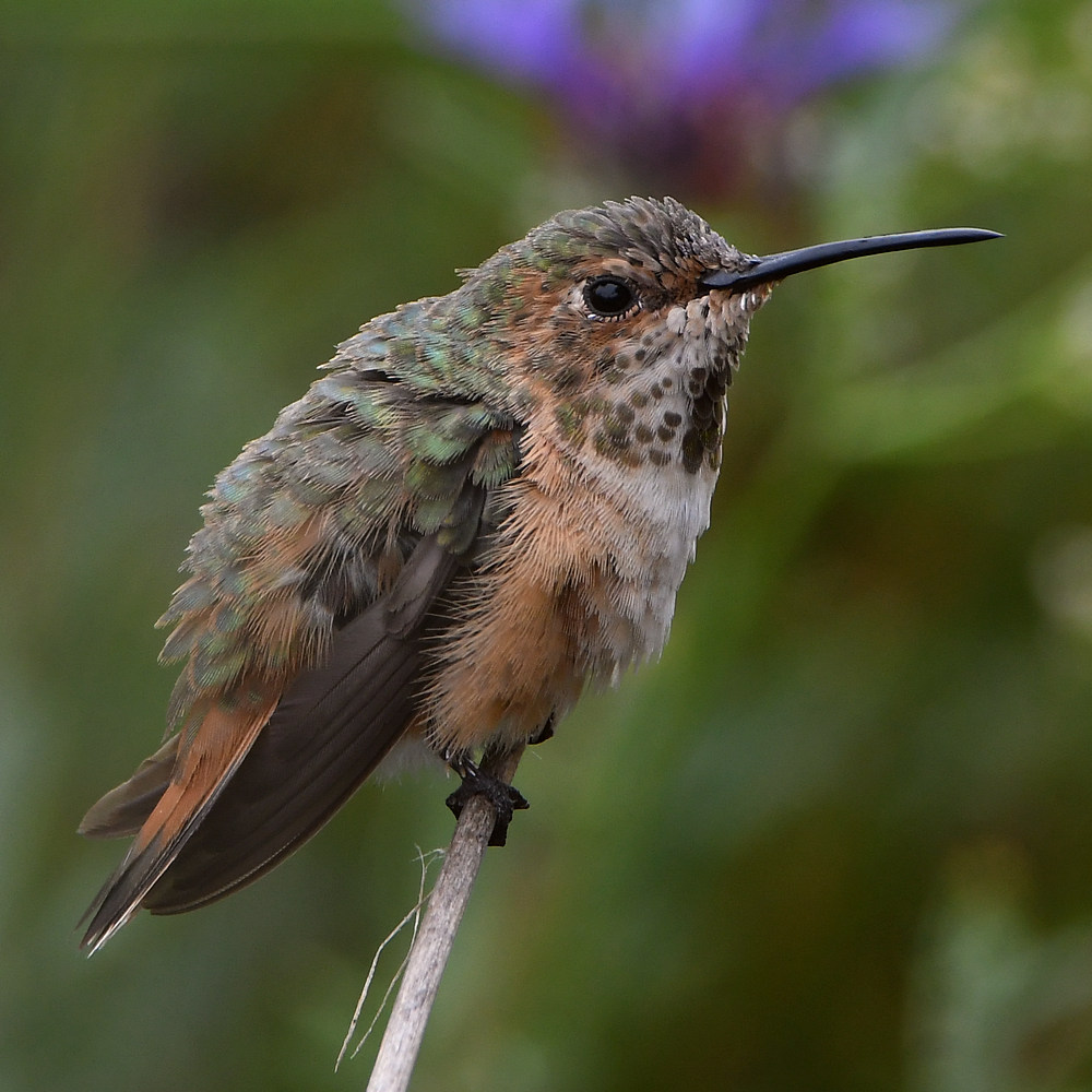 Hummer4.jpg