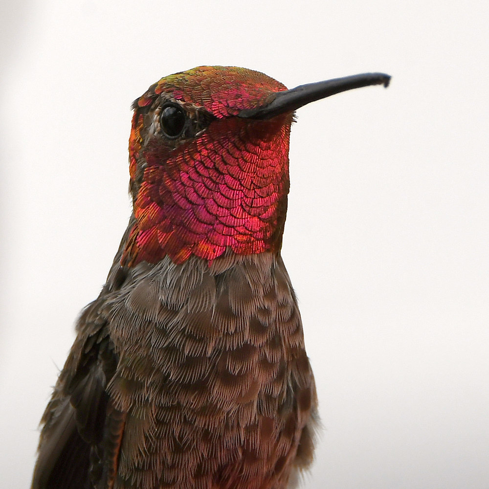 Hummer4.jpg