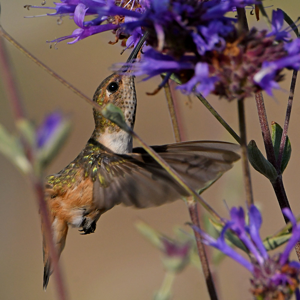 Hummer4.jpg