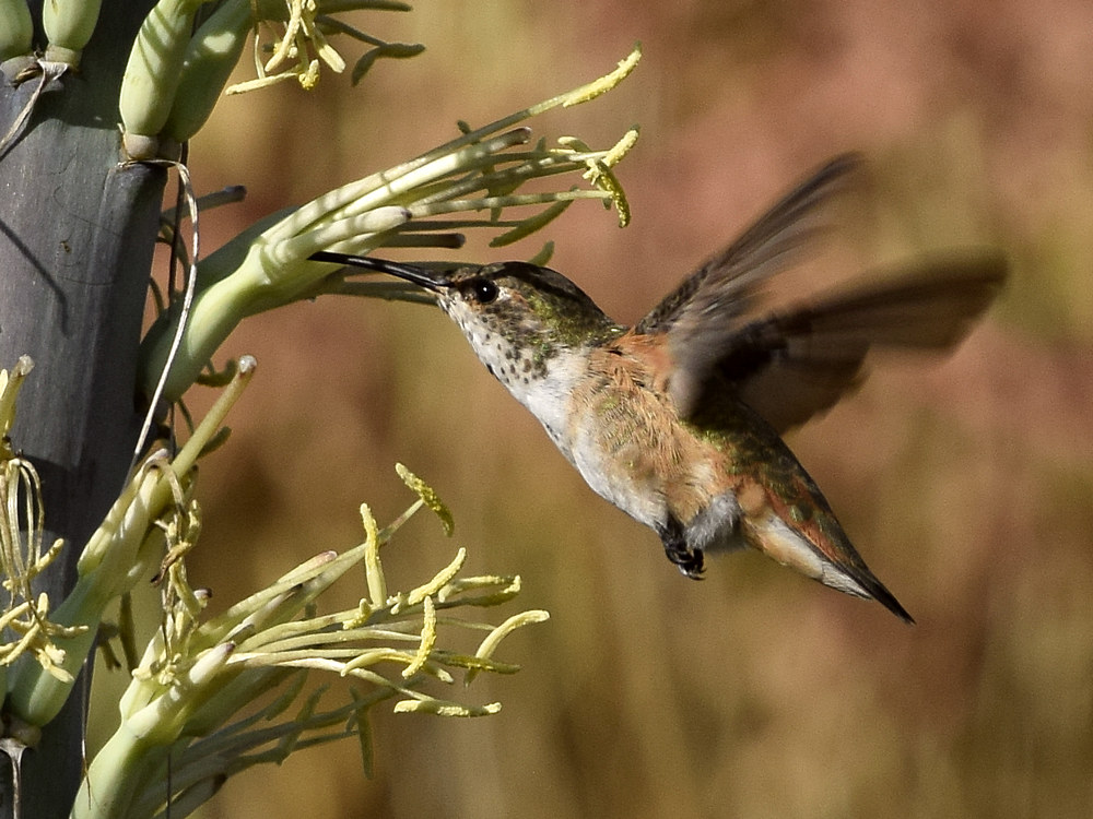 Hummer4.jpg