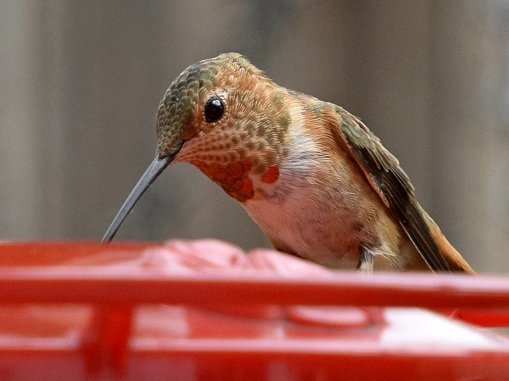 Hummer4.jpg