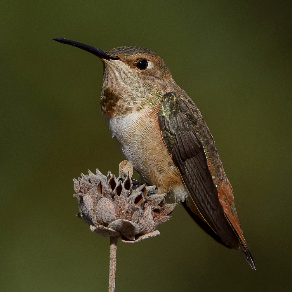 Hummer4.jpg