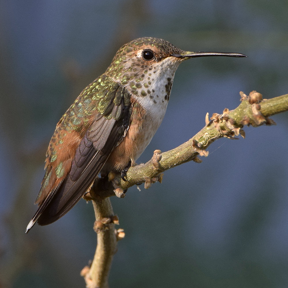 Hummer4.jpg