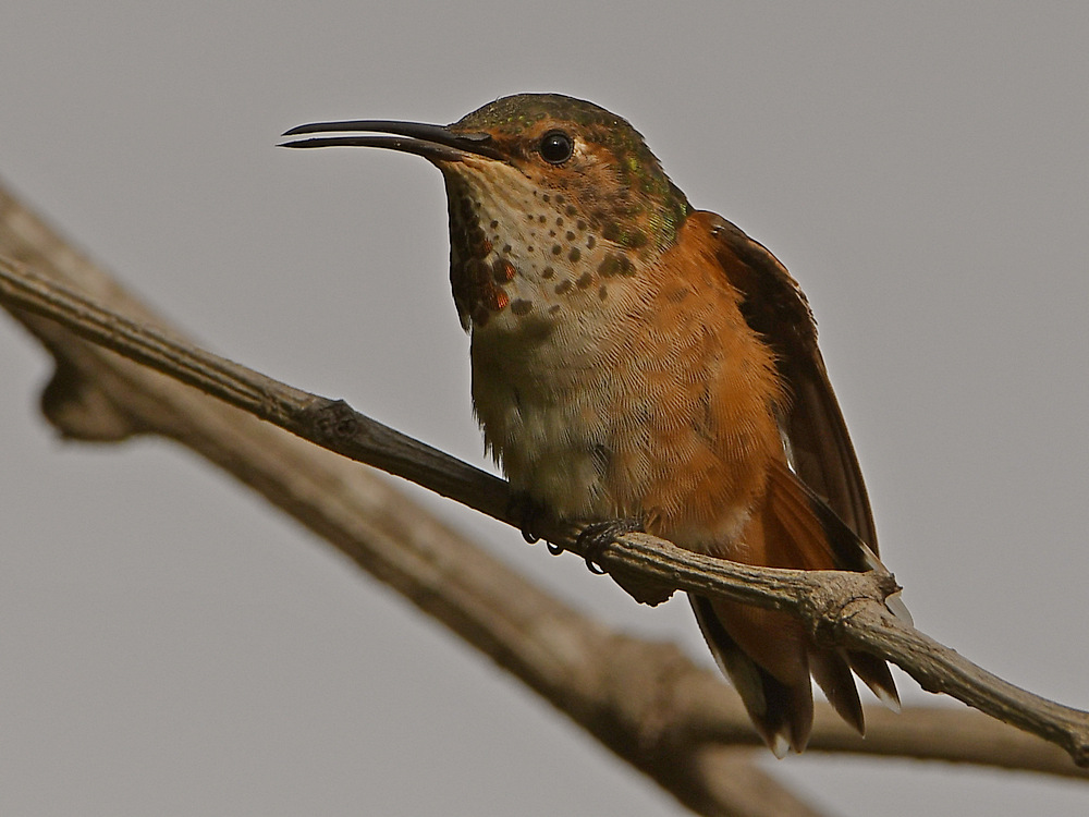 Hummer4.jpg