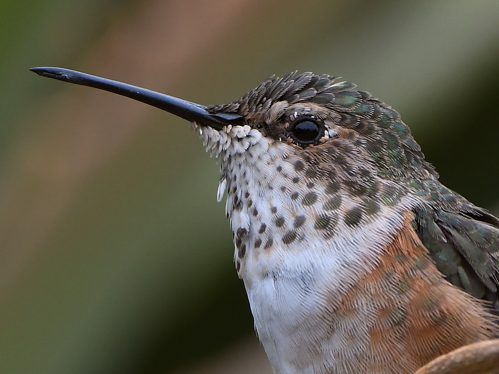 Hummer4.jpg