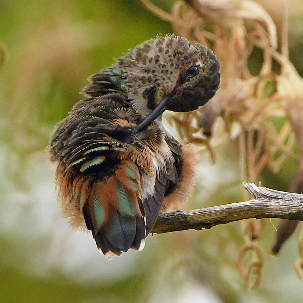 Hummer4.jpg