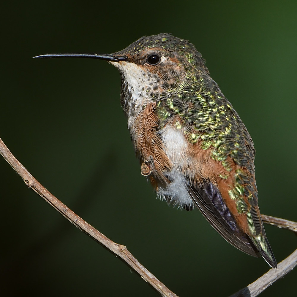 Hummer4.jpg