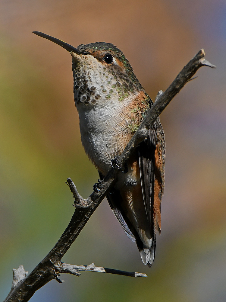 Hummer4.jpg
