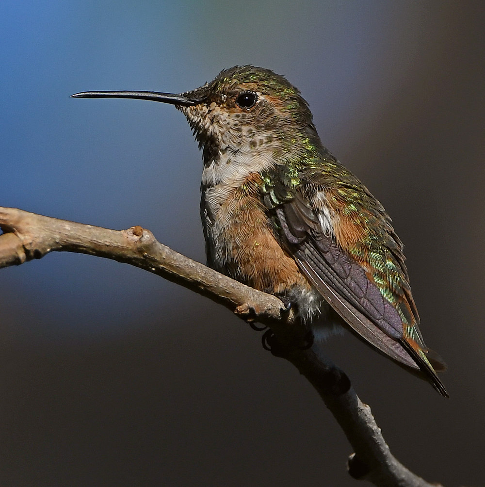 Hummer4.jpg