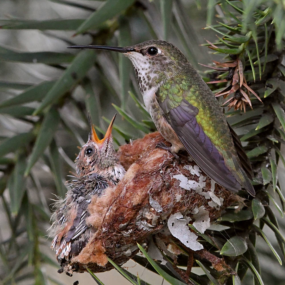 Hummer4.jpg