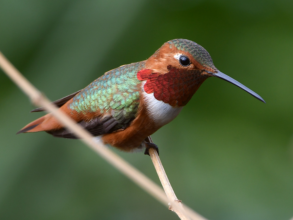 Hummer4.jpg