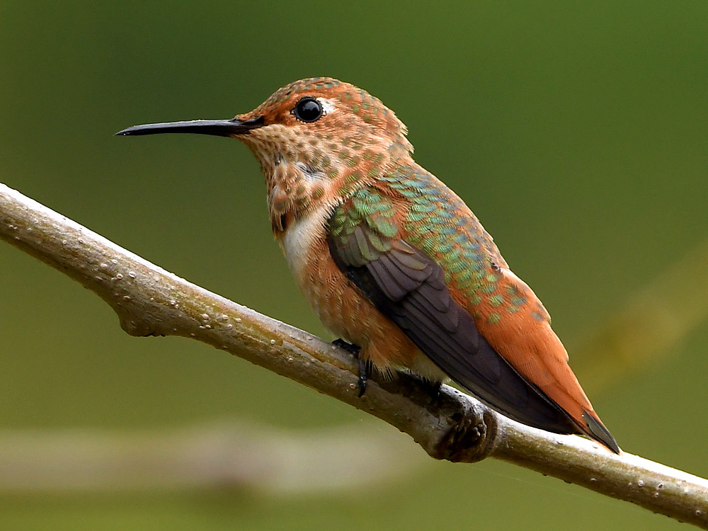 Hummer4.jpg