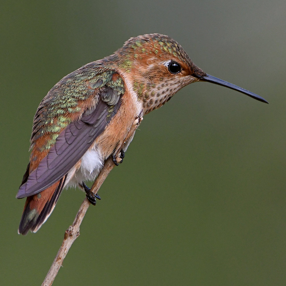 Hummer4.jpg