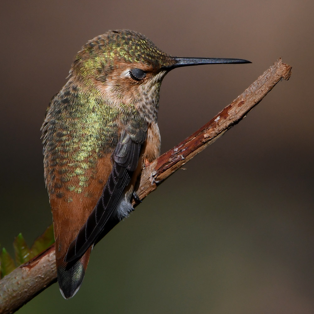 Hummer4.jpg