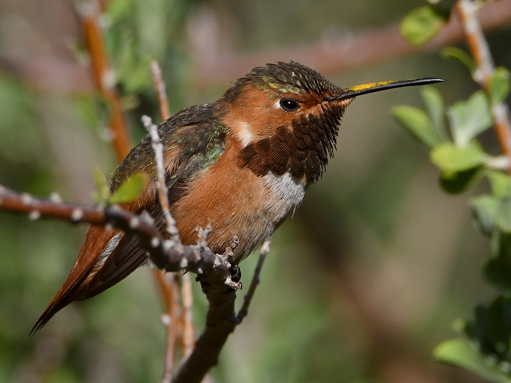 Hummer4.jpg