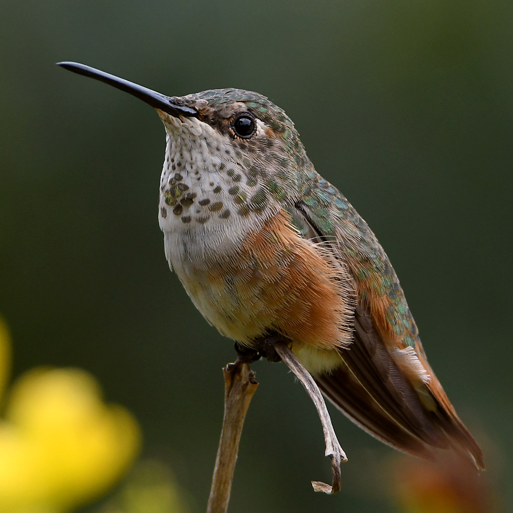 Hummer4.jpg