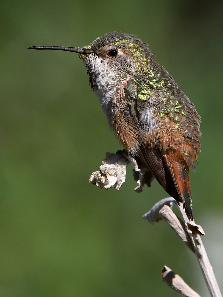 Hummer4.jpg