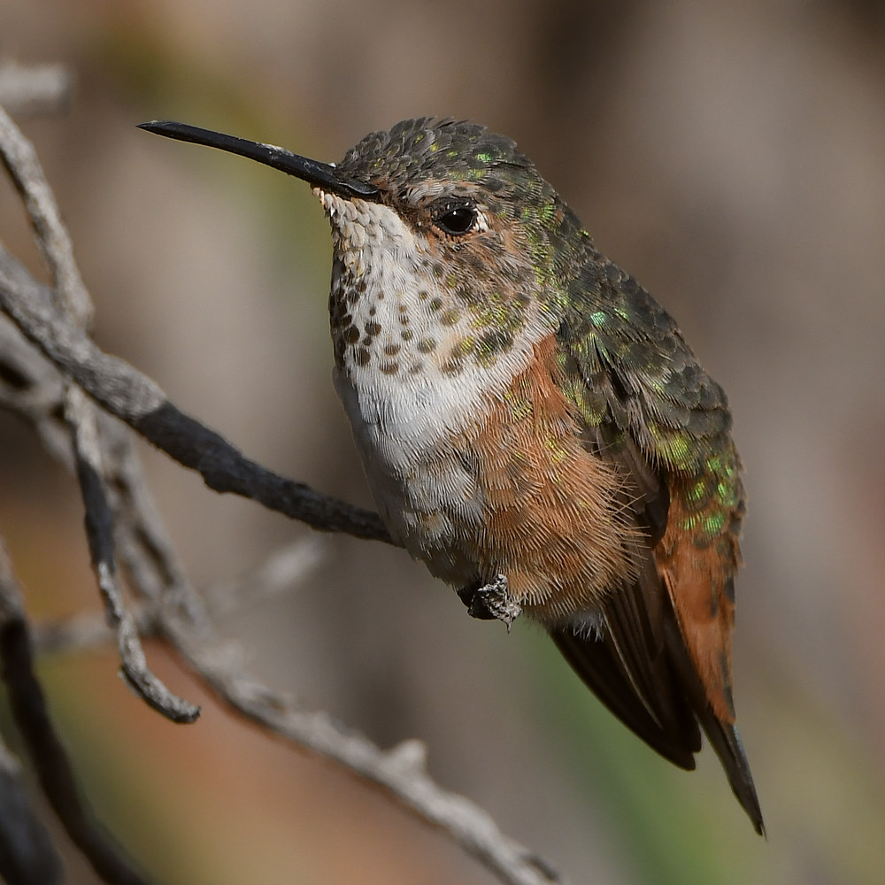 Hummer4.jpg