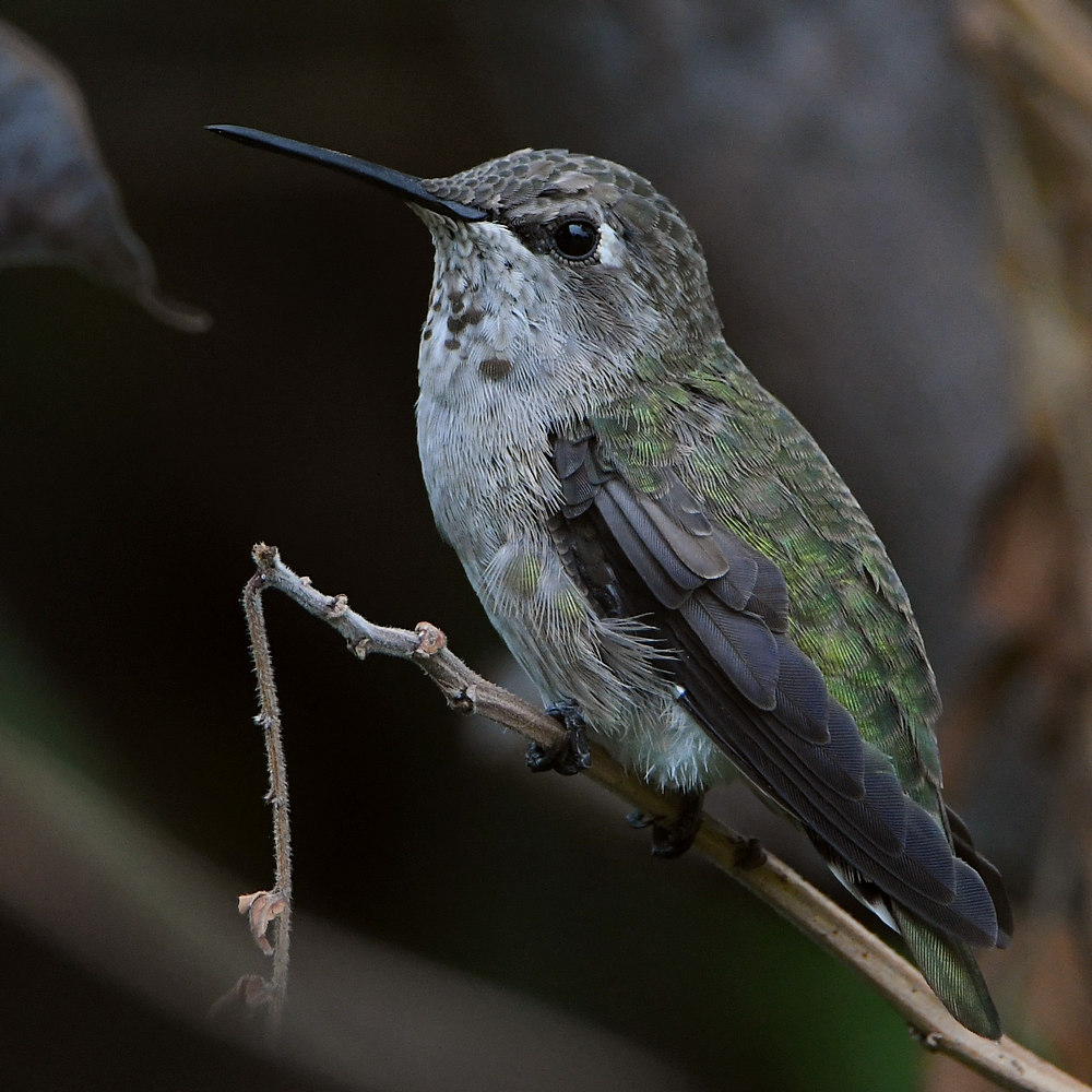 Hummer4.jpg