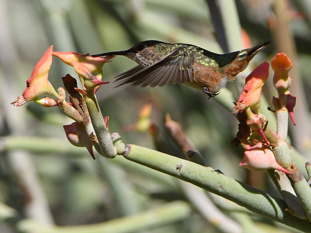 Hummer4.jpg