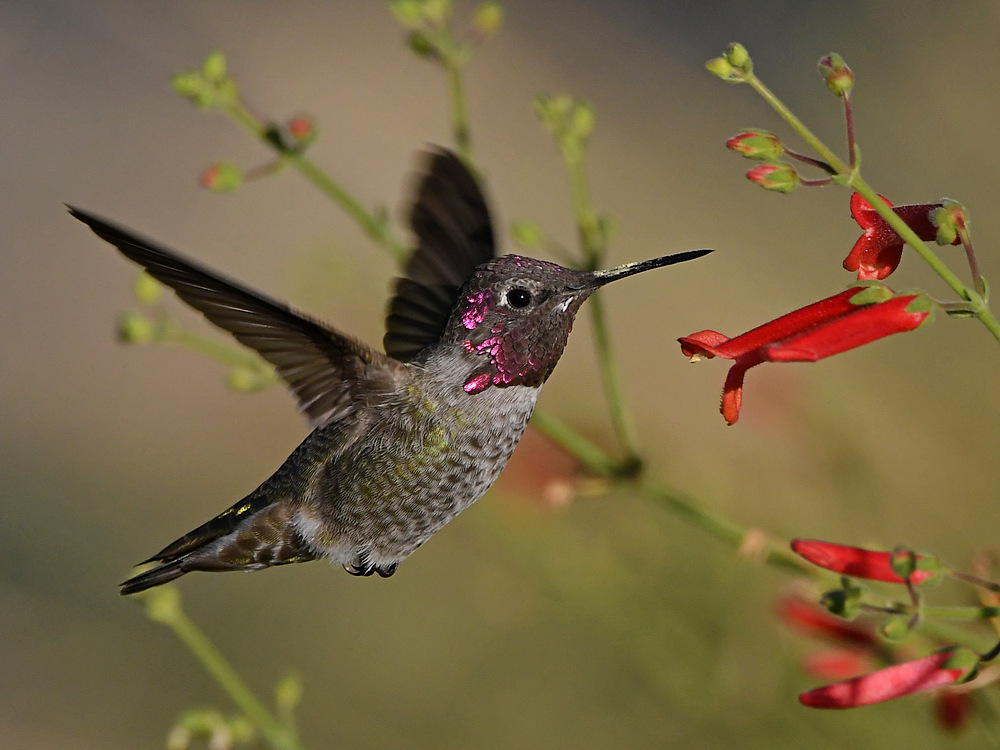 Hummer4.jpg