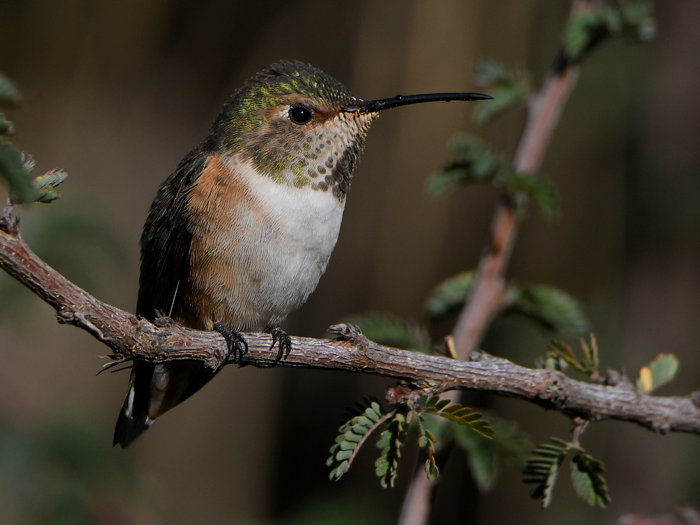 Hummer4.jpg