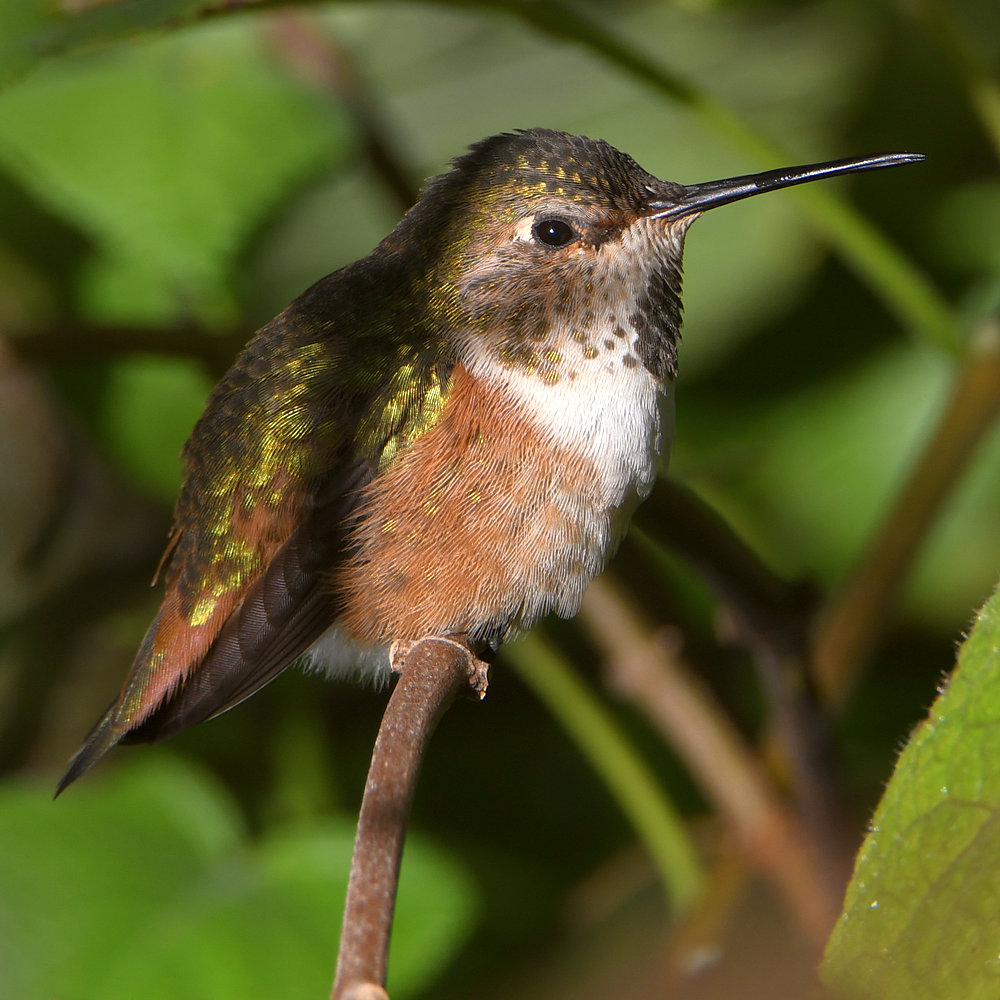 Hummer4.jpg