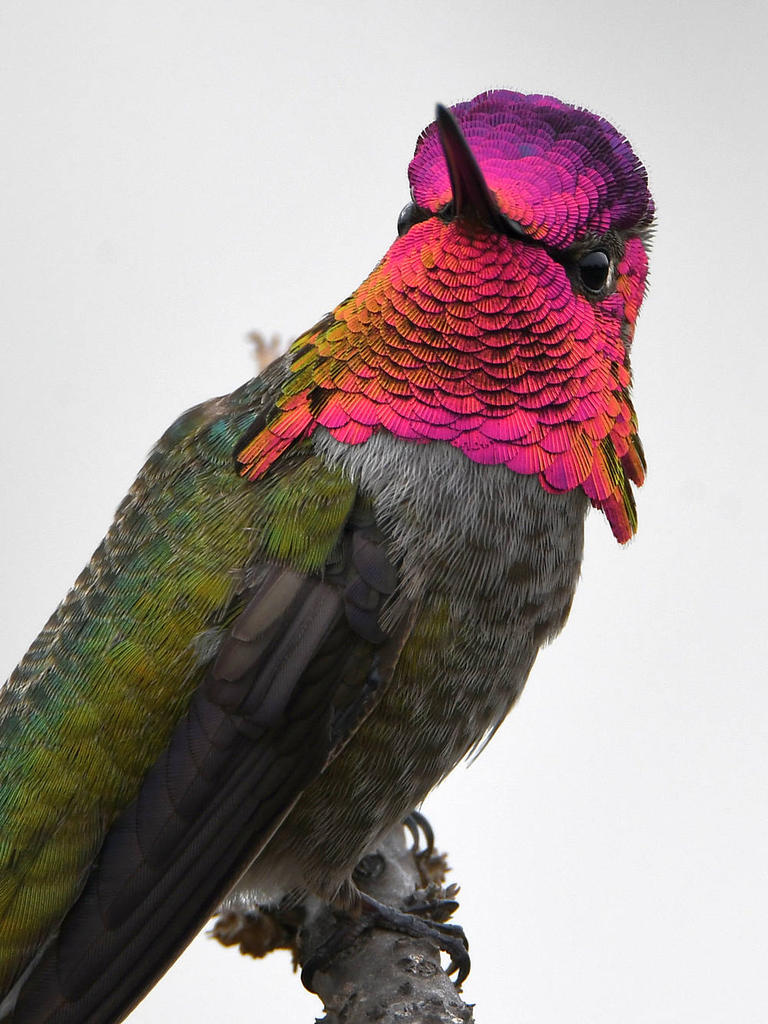 Hummer4.jpg