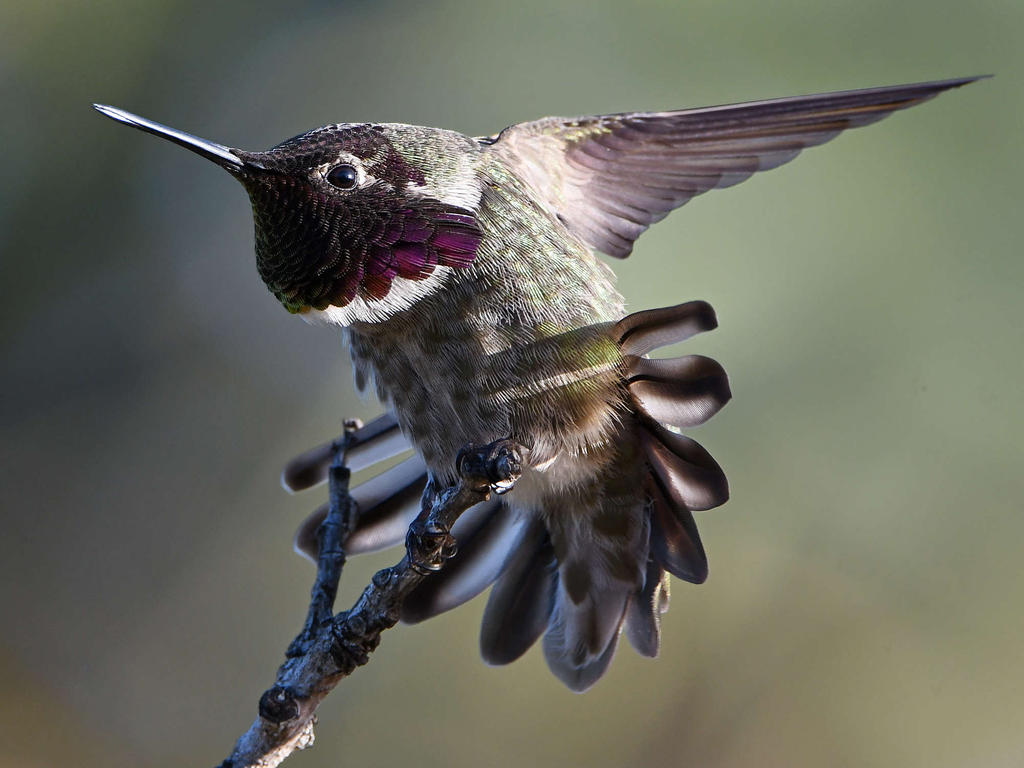 Hummer4.jpg
