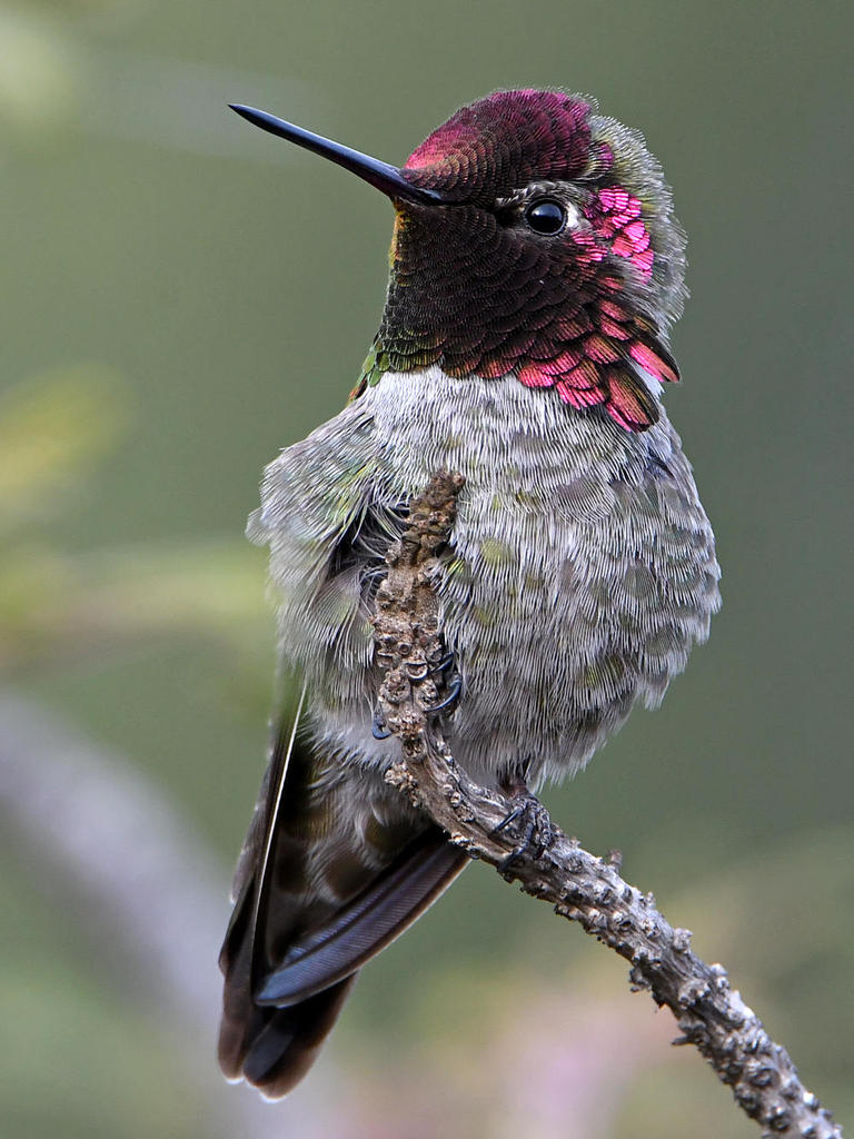 Hummer4.jpg