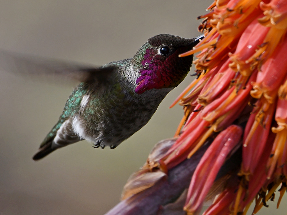 Hummer4.jpg