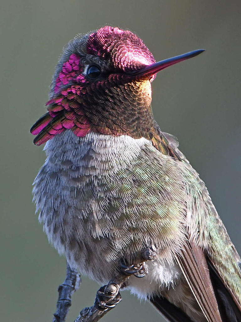 Hummer4.jpg