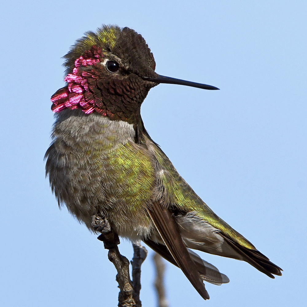 Hummer4.jpg