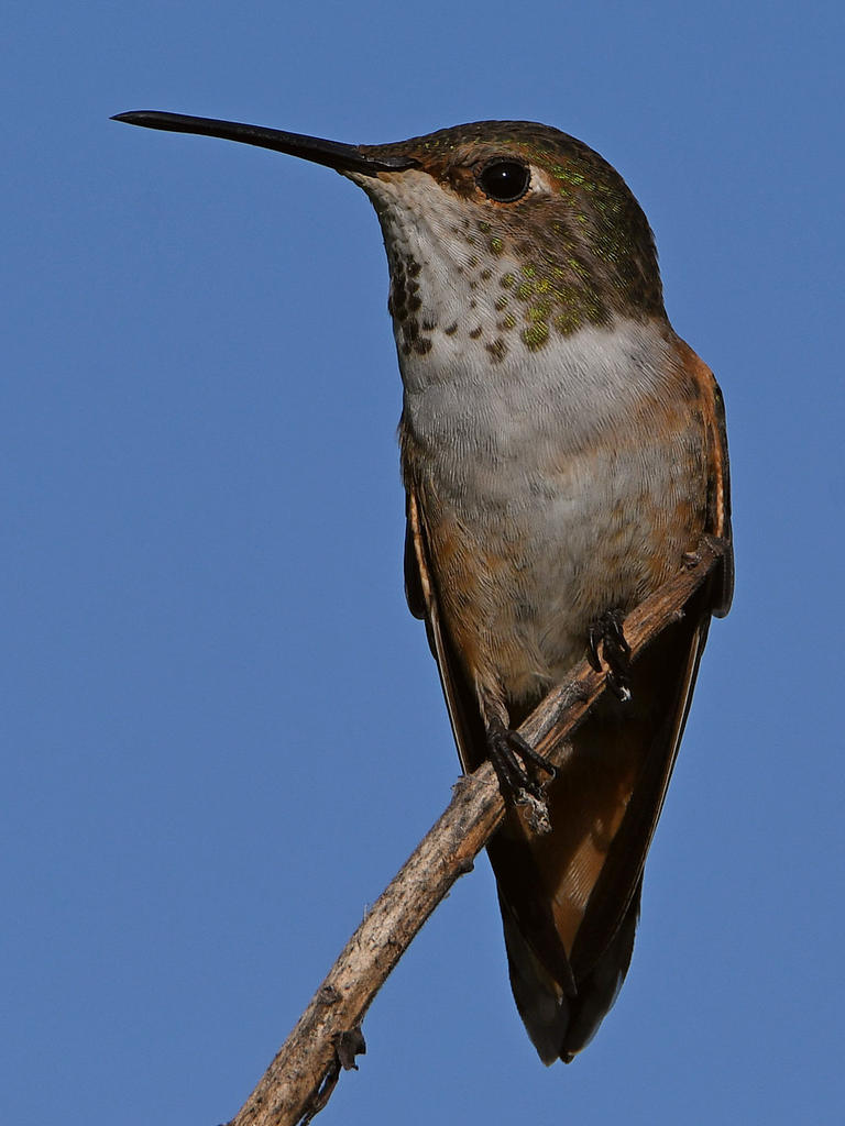 Hummer4.jpg
