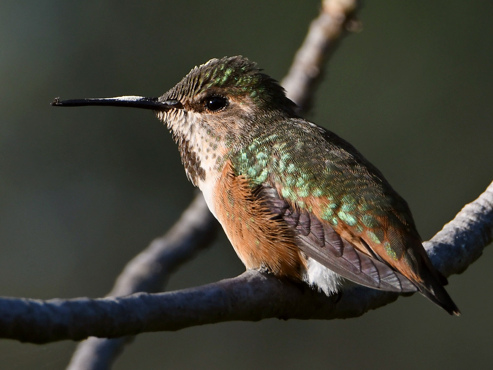 Hummer4.jpg