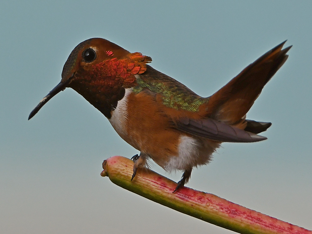 Hummer4.jpg