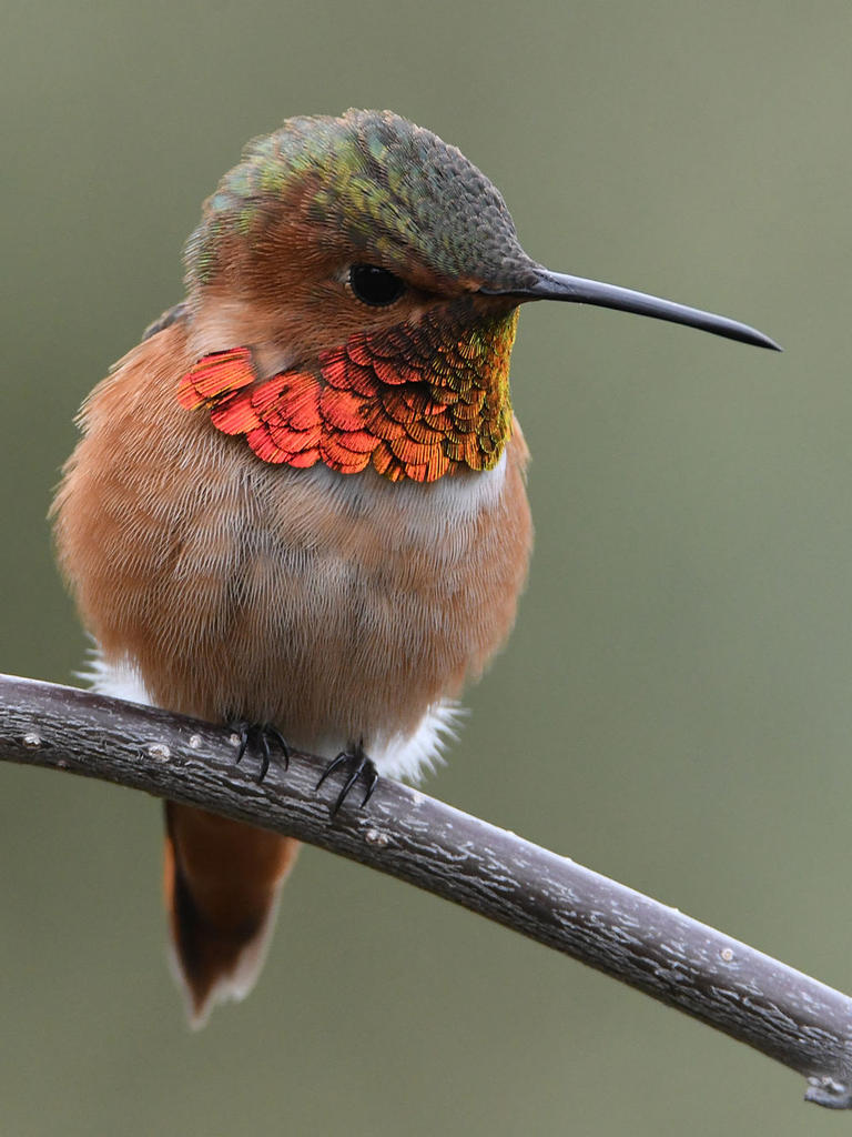 Hummer4.jpg
